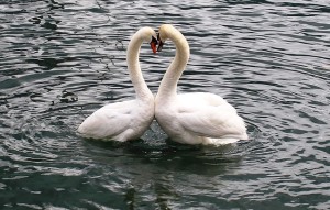 swans-342887_640